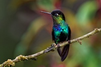 Kolibrik ohnivobrady - Panterpe insignis - Fiery-throated Hummingbird o0689